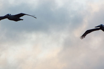 pelicansinflight