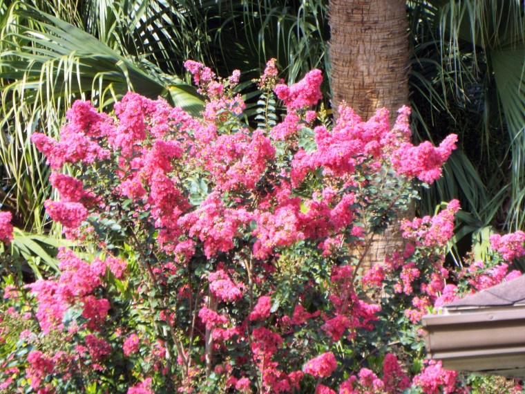 crepemyrtle.JPG