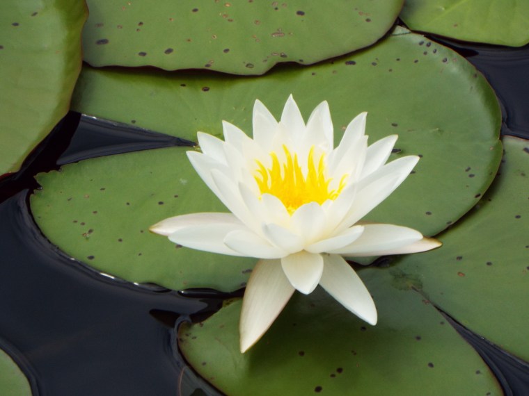 Water Lily