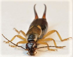 earwig-found-in-mn (2)
