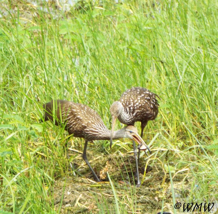 limpkin