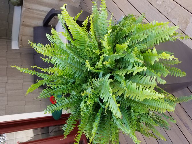 670px-User-Completed-Image-Care-for-Boston-Ferns-2017.05.12-20.59.29.0