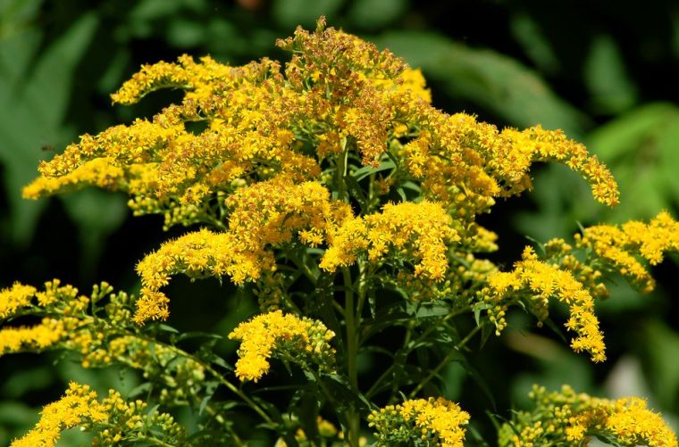 goldenrod-big-56a5872b3df78cf77288b244