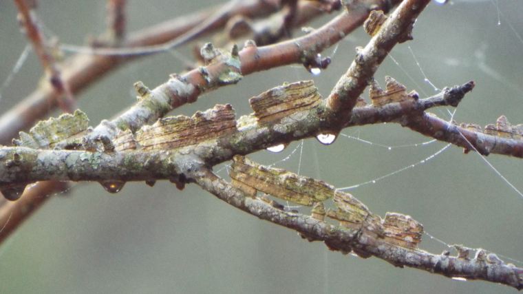 mistdrippingoffbranch