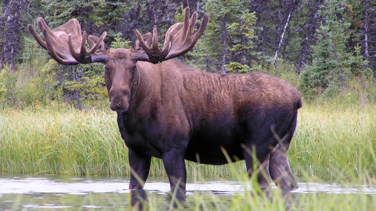 Moose-page_-Image-w-cred-cap_-1200w_-Bull-Moose_2.jpg