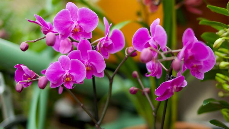orchids-01