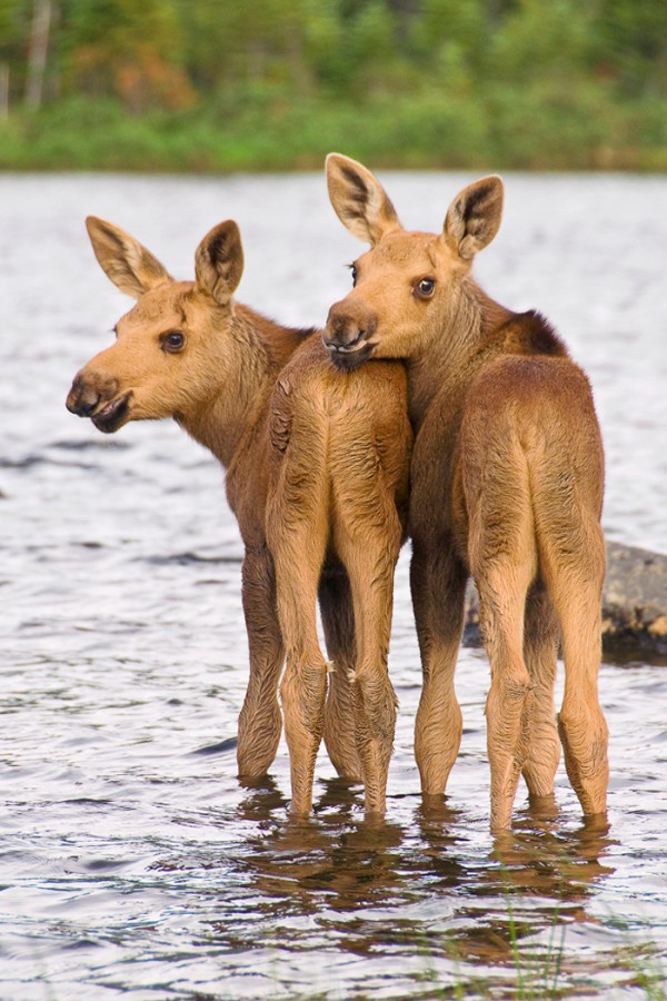 Viles-0716-Buddies--600x900