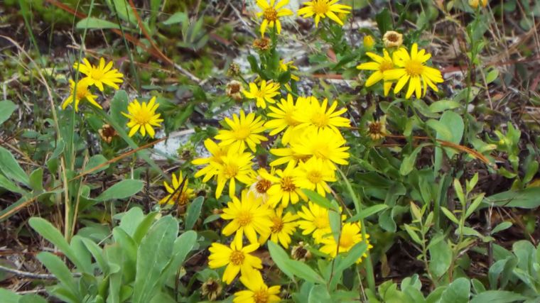 yellowwildflowerfl20171