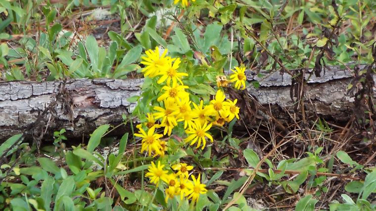 yellowwildflowerfl20172