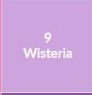 wisteria9