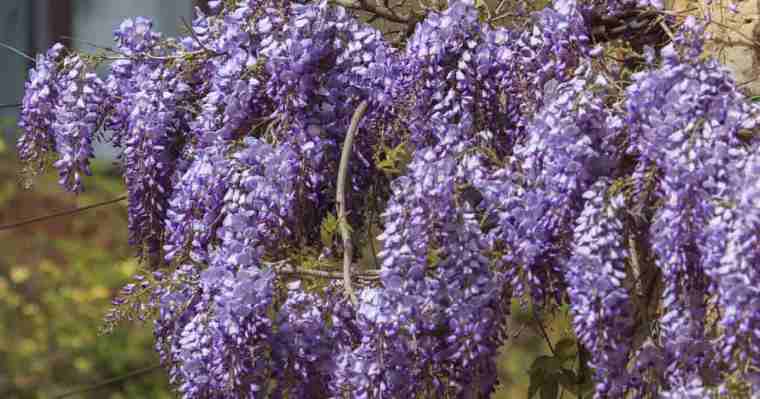 wisteria91