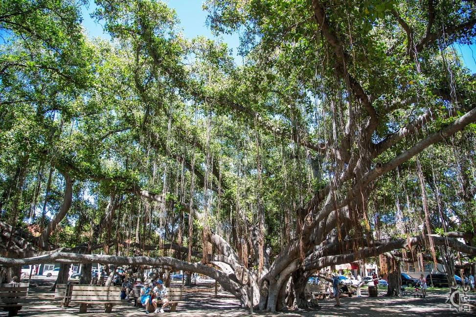 Banyan Tree at Lahaina, Maui
